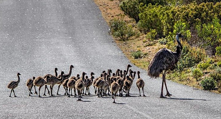emus on the road